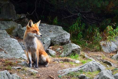 Fox Wildlife Animal Rocks Outdoors Nature Furry