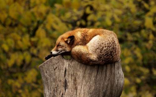 Fox Sleeping Resting Relaxing Red Animal Wild