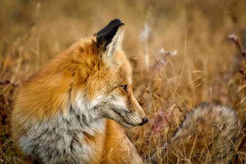 Fox Wildlife Animal Macro Closeup Beautiful