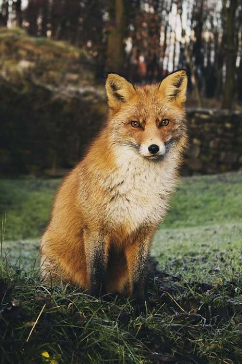 Fox Animal Carnivore Red Fox Wildlife Wilderness