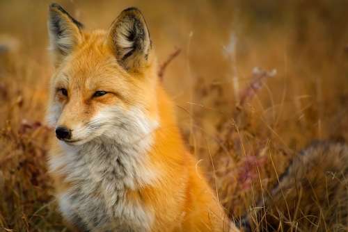 Fox Animal Wildlife Red Macro Closeup Nature