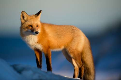 Fox Animal Wilderness Nature Predator