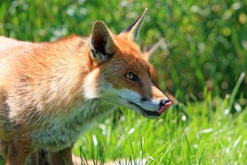 Fox Red Fox Red Licking Lips Licking Lips Tongue