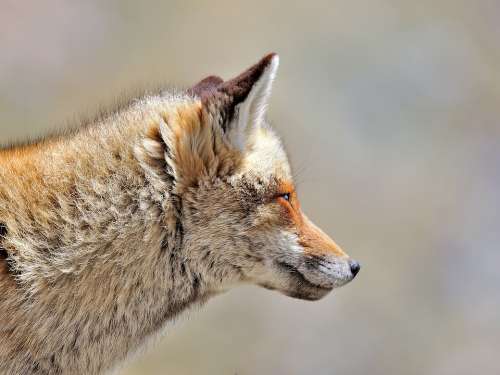 Fox Animals Wild Nature
