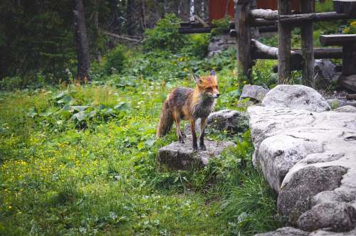 Fox Nature Animals Forest Predator Mammal Animal
