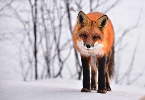 Fox Animal Nature Winter Fauna Roux