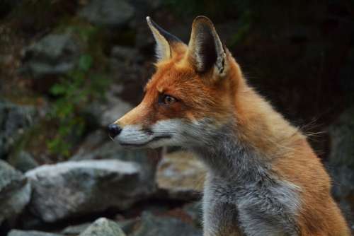 Fox Wildlife Animal Face Looking Nature