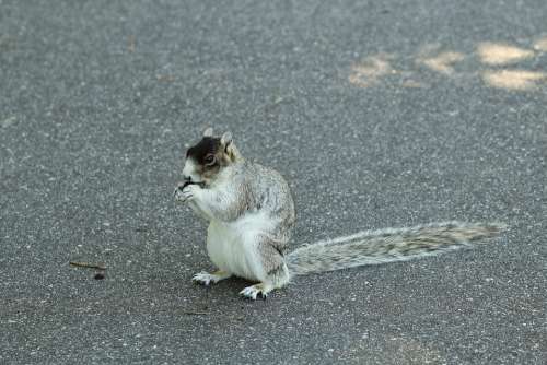 Fox Squirrel Rodent Nature Animal