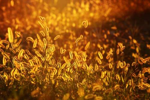 Foxtail Grasses Sunset Glow Nature Sunlight