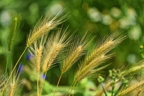 Foxtail Barley Grass Weed Wild Nature Crop