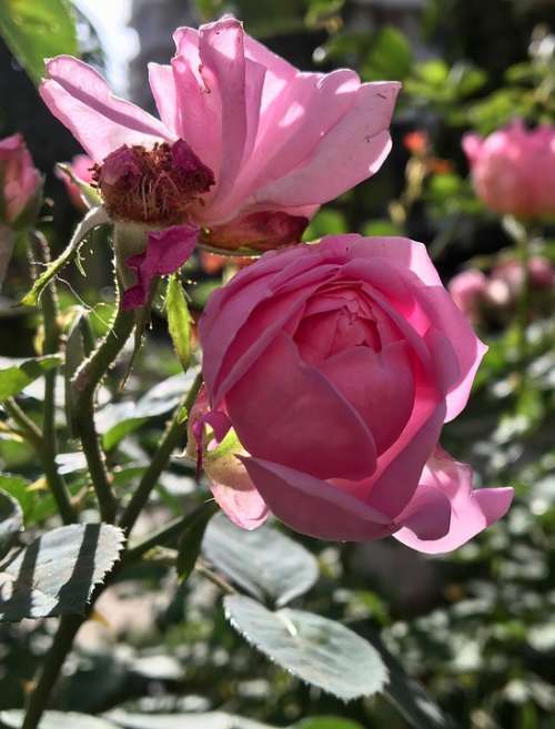 Fragrance Pink Roses Rose Bloom Flowers Nature