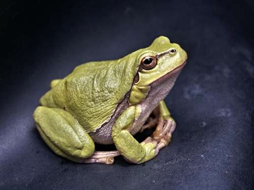 Frog Macro Amphibian Green Tree-Frog Reptile