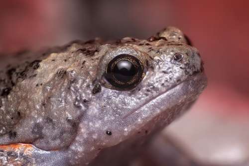 Frog Frog Eye Herped Herpetofauna Amphibian Animal