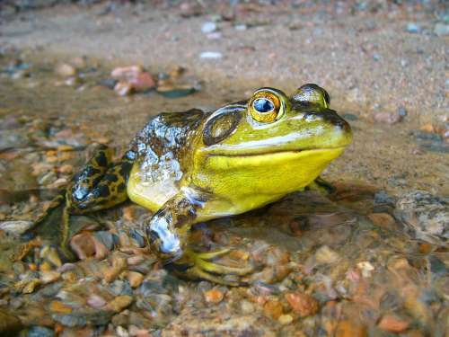 Frog Amphibian Nature Macro Outdoors Wildlife