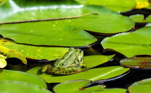 Frog Water Frog Animal Green Nuphar Pumila Leaf