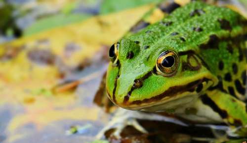 Frog Green Green Frog Pond Water Amphibian