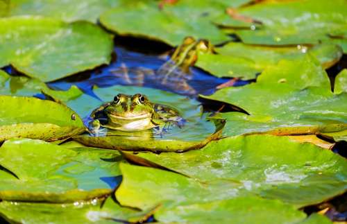 Frog Water Frog Frog Pond Amphibian Animal