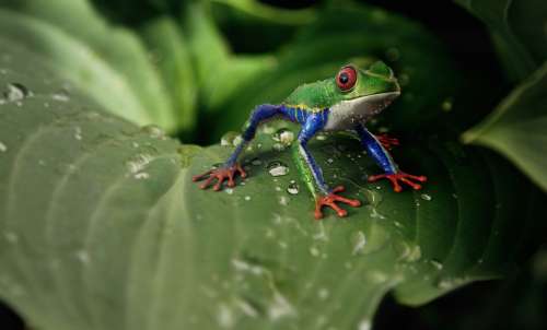 Frog Amphibians Animal Animal World Exotic