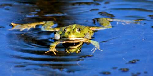Frog Pond Animal Water Frog Frog Pond High Toad