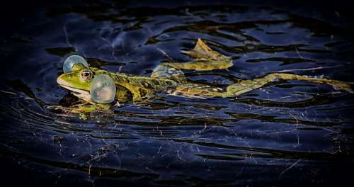 Frog Pond Animal Water Frog Frog Pond High Toad