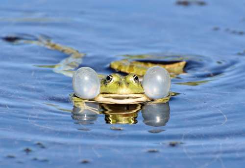 Frog Toad Amphibians Animal Creature