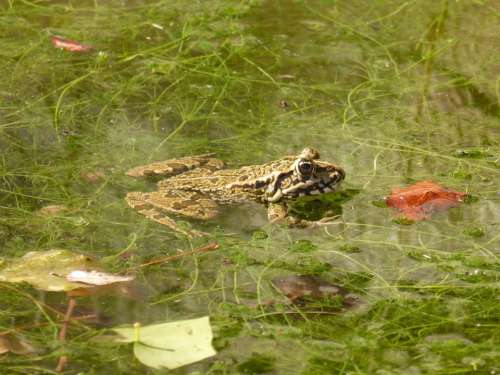 Frog Batrachian Wetland Pond Raft Algae