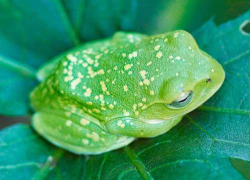 Frog Okra Leaf Green Leaf Amphibian Nature