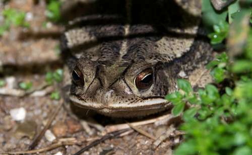Frog Face Close-Up Terrifying Crouching Jump