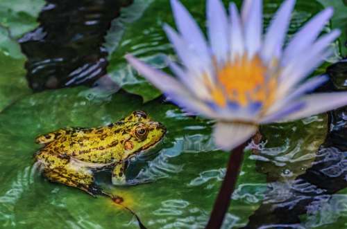 Frog Water Lily Nature Fauna Flora Water Flower