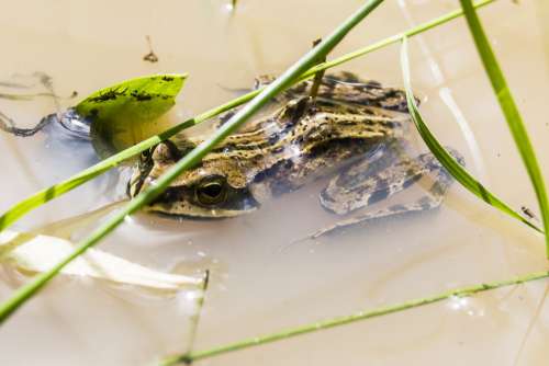 Frog Amphibian Swamp Water Animal Forest Nature