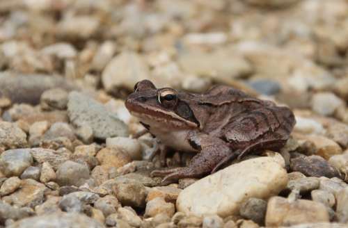 Frog Amphibian Animals Stream Bank Small Stones