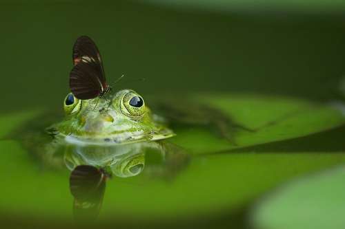 Frog Butterfly Pond Mirroring Nature Water