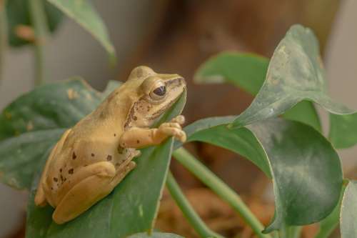 Frog Amphibian Leaves Yellow Leaf Animal