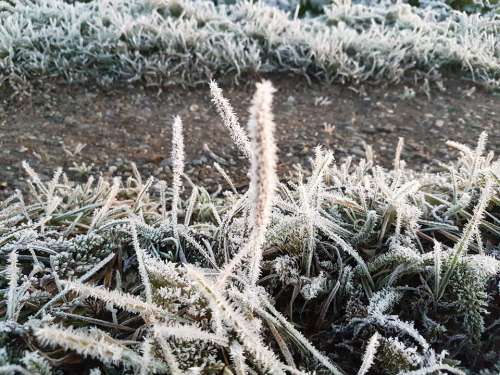 Frost Crystals Ice