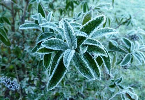 Frost Leaves Cold Autumn Hoarfrost Ripe November