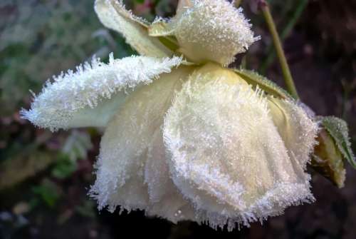 Frost Garden Flower