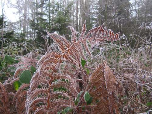 Frost Fern Nature Plant Flora Fiddlehead