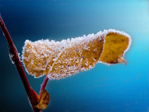 Frosted Leaf Twig Frost Blue Nature Ice Season