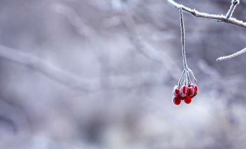 Frozen Berries Red Fruits White Snowy Branches