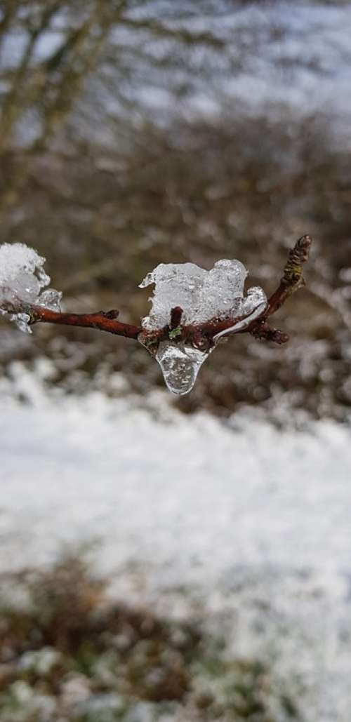 Frozen Rain Ice Tree