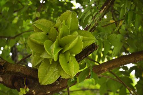 Fruit Carambola Healthy Yellow Exotic Tropical