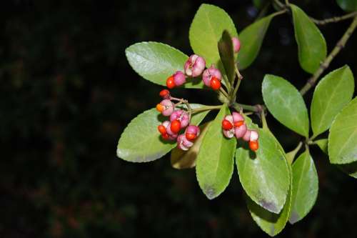 Fruit Weird Plant Green Red Pink Tree Nature