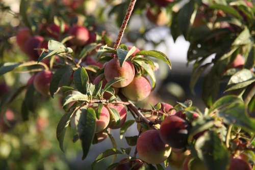 Fruit Fresh Healthy Food Vegetarian Nature Exotic