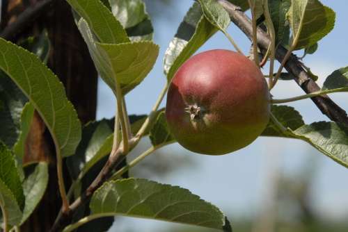 Fruit Apple Fruits