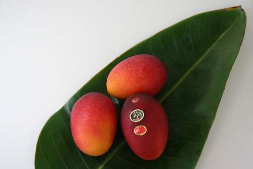 Fruit Mango Egg Of The Sun Gift Apple Mango