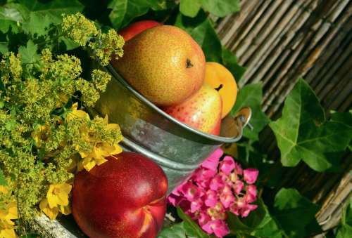 Fruits Garden Fruit Harvest Still Life Colorful