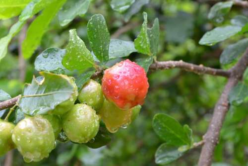 Frutas Acerola Verde Brasil Fruit Cherry Green