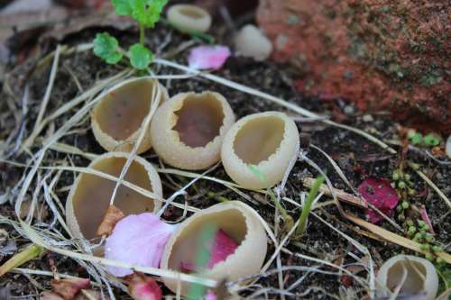 Fungi Mushroom Fungus Nature Toadstool Wild Plant