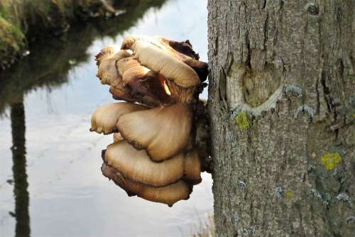 Fungi Agaric Tree Ditch Tree Trunk Water