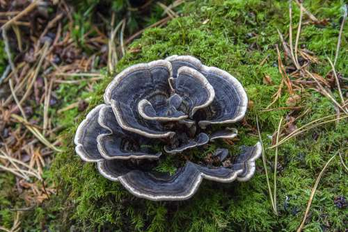 Fungi Mushroom Bracket Fungus Forest Nature